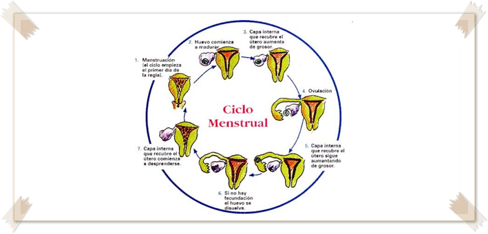 Conociendo un poco más de nuestro ciclo menstrual